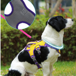 Load image into Gallery viewer, Patented Elastic Buffer Layer Pet Safety Gear
