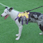Load image into Gallery viewer, Patented Elastic Buffer Layer Pet Safety Gear
